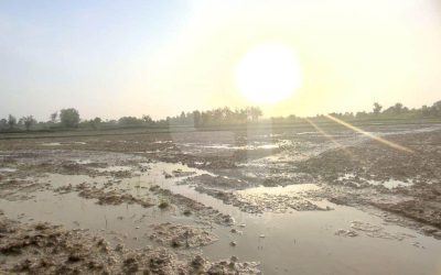 زمین زراعی 10000 متری خشکبیجار - ویترین ملک